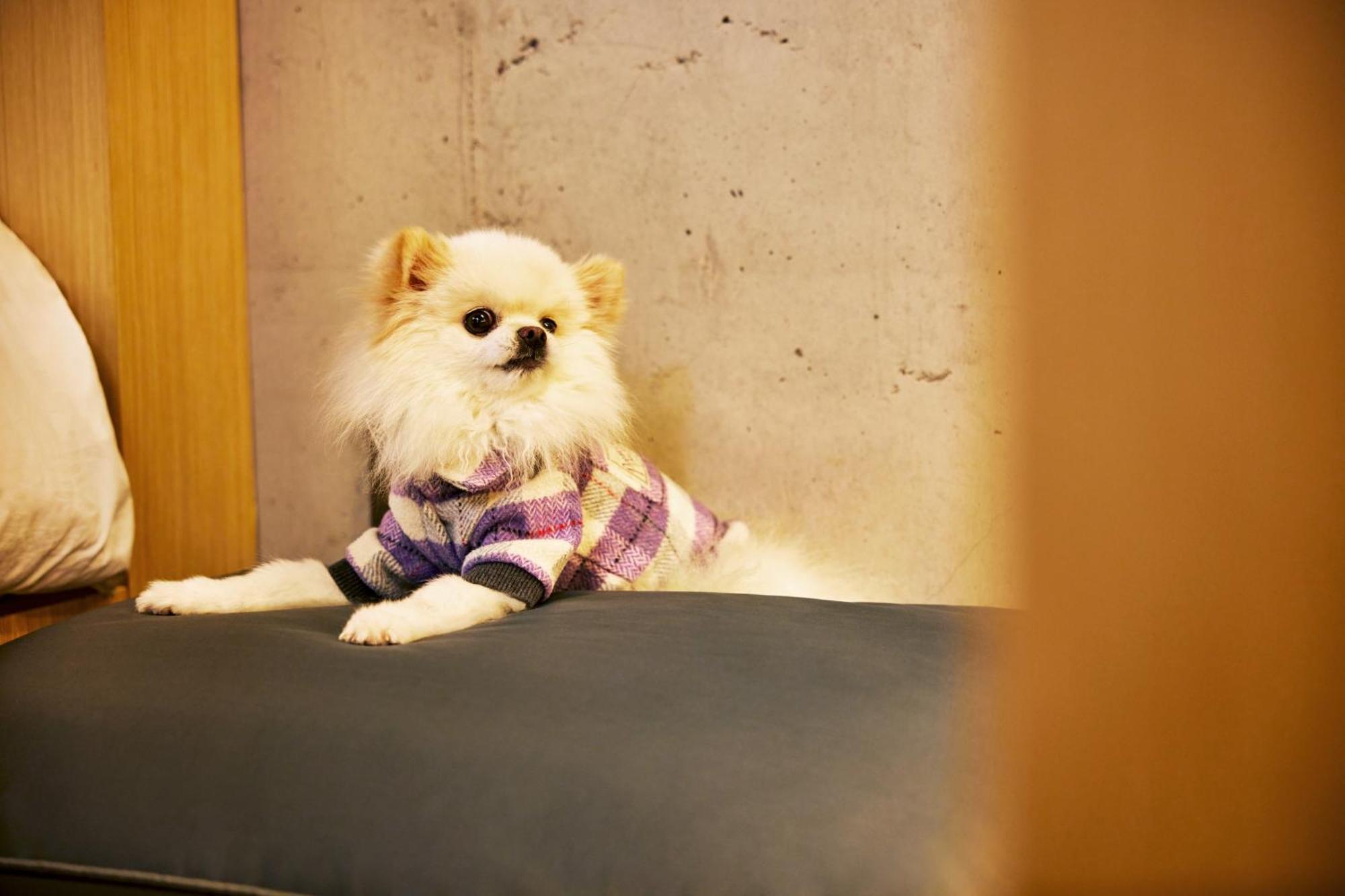 เพลย์เซ แคมป์ เชจู Hotel Ojo-ri ภายนอก รูปภาพ